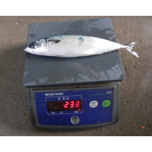 Pescado congelado Pacífico Macácea Tamaño 200 300G